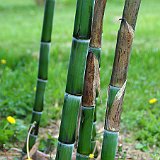 Phyllostachys praecox Violascens 2.jpg